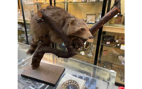 TAXIDERMIE ANIMAL EMPAILLER