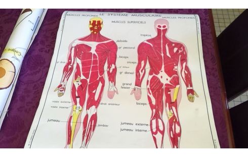 CARTEL ESCOLAR DOBLE