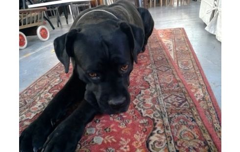 TAPIS COULOIR MECA DOMINANTE ROUGE