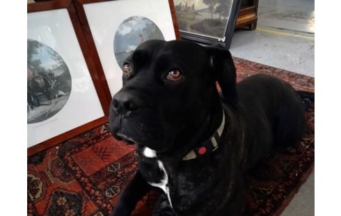 GRAVURE CARREE SCENES DE CHASSE