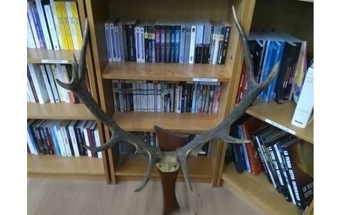 DECORATION BOIS DE CERF