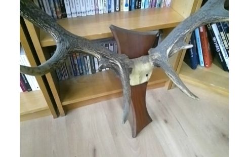 DECORATION BOIS DE CERF