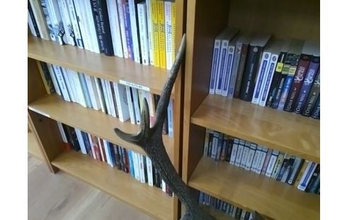 DECORATION BOIS DE CERF