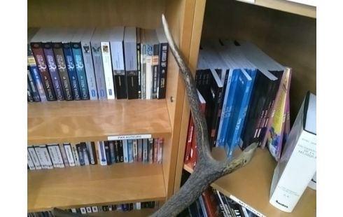 DECORATION BOIS DE CERF