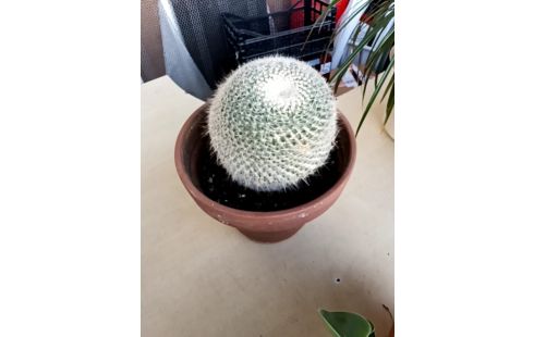CACTUS .