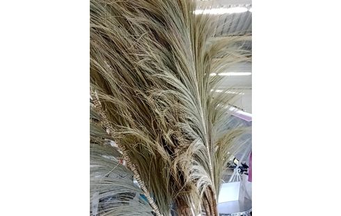 FLEUR SECHEE DE ROSEAUX