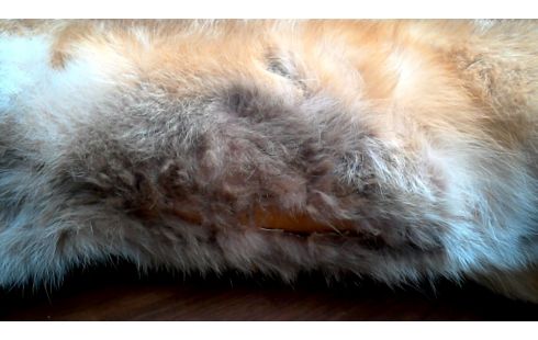 OBJET DECO, , RENARD