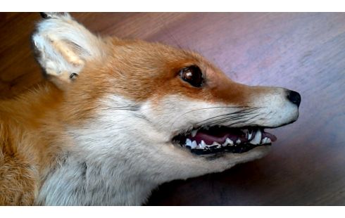 OBJET DECO, , RENARD