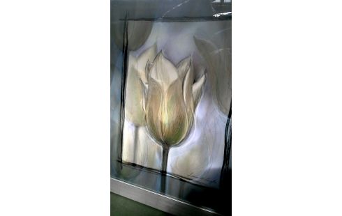 REPRODUCCIÓN TULIPÁN