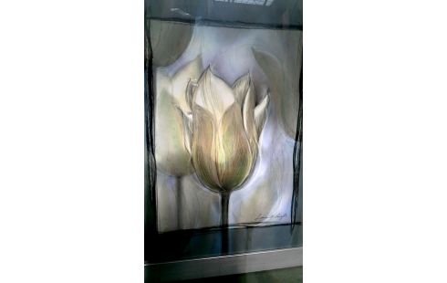 REPRODUCCIÓN TULIPÁN