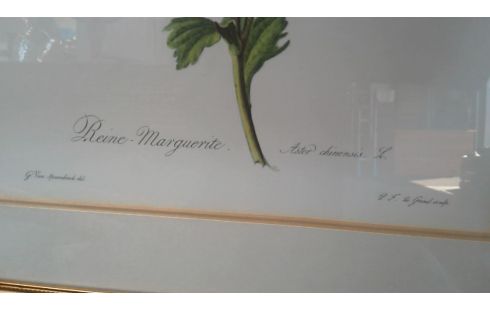 KADER BLOEMEN PER STUK