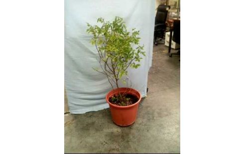 PFLANZE IN UNTERTOPF