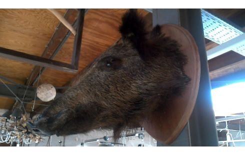 OBJET DECO, , SANGLIER