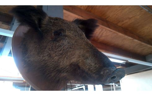 OBJET DECO, , SANGLIER