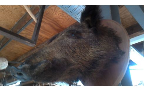 OBJET DECO, , SANGLIER