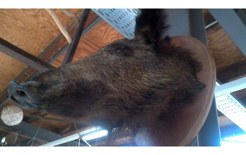 OBJET DECO, , SANGLIER