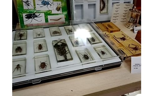 ENSEMBLE DE 18 INSECTES SOUS RESINE GEOWORLD