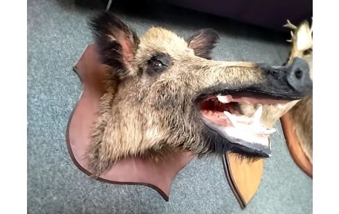 TETE DE SANGLIER NATURALISE