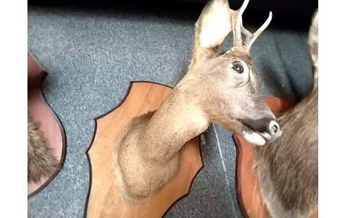 TETE CHEVREUIL NATURALISE