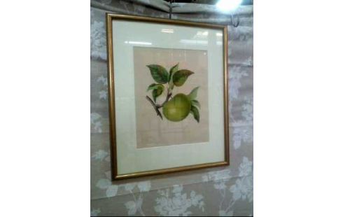 KUNSTDRUCK I.R. VERSCHIEDENE FRÜCHTE