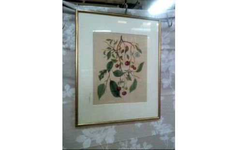 KUNSTDRUCK I.R. VERSCHIEDENE FRÜCHTE