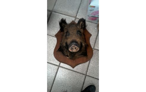 TROFEO DE CAZA, , JABALÍ