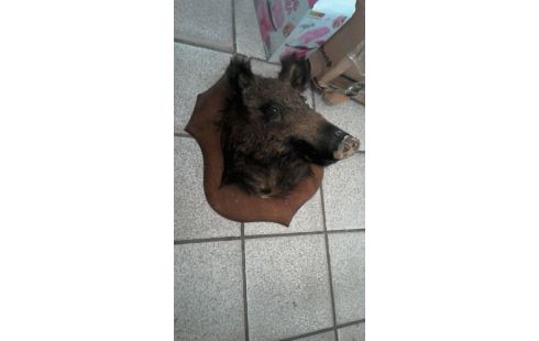 TROFEO DE CAZA, , JABALÍ