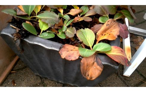 BLOEMPOT VIERKANT EMAIL KLEIN