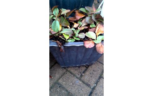 BLOEMPOT VIERKANT EMAIL KLEIN