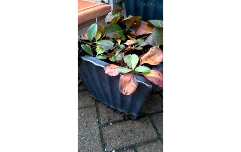 BLOEMPOT VIERKANT EMAIL KLEIN