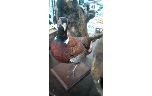 TROFEO DE CAZA, , FAISÁN