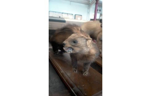 TROPHEE DE CHASSE  FOUINE PM