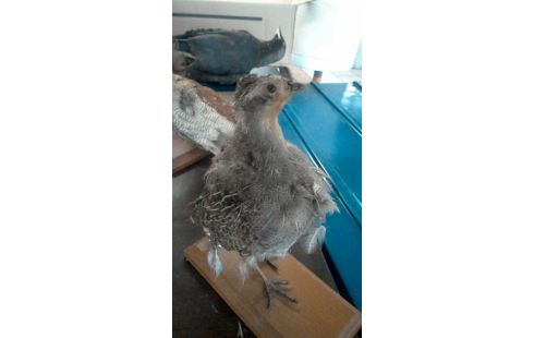 TROPHEE DE CHASSE  PERDRIX