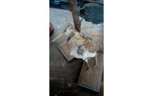 TROPHEE DE CHASSE  BECASSE  EN L' ETAT