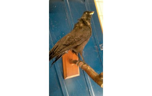 TROPHEE DE CHASSE  CORBEAUX