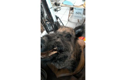 TROFEO DE CAZA, , JABALÍ