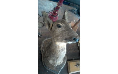 TROPHEE DE CHASSE BICHE