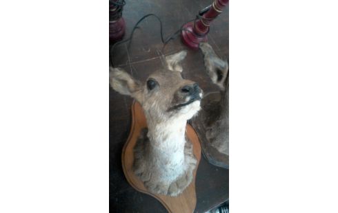 TROFEO DE CAZA, , CIERVA