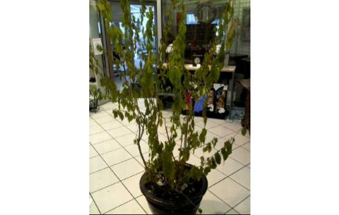 PFLANZE IM ÜBERTOPF GROß