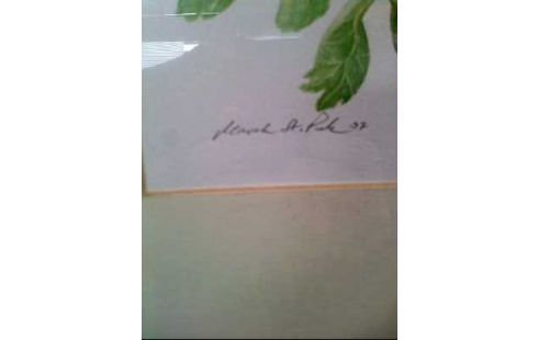 AQUARELL <<RANUNKEL>> I.R. <MAVEK ST. PUK>