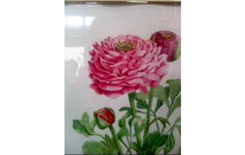 AQUARELL <<RANUNKEL>> I.R. <MAVEK ST. PUK>