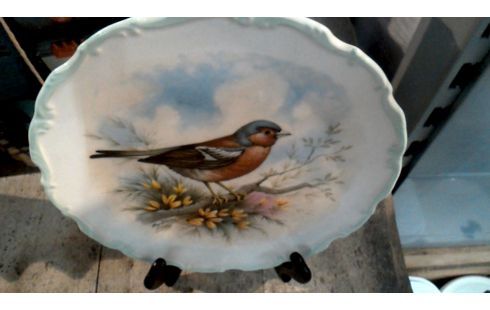 PLATO, , PÁJARO ROYAL