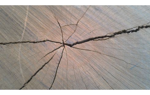 TAFEL BLAD BOOM SCHIJF