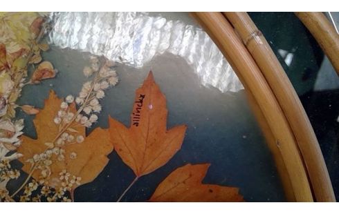 PLATEAU HERBIER BAMBOU