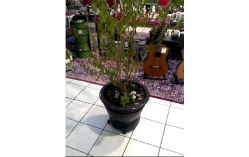 PFLANZE IM ÜBERTOPF GROß