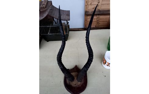 TROPHEE CHASSE /MASSACRE