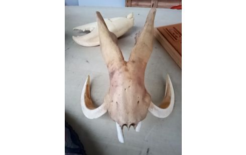 TROPHEE CRANE / MASSACRE