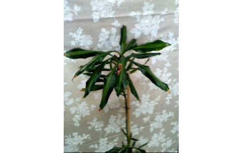 ZIMMERPFLANZE <DRACHENBAUM> +TOPF