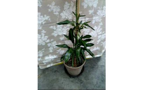 ZIMMERPFLANZE <DRACHENBAUM> +TOPF