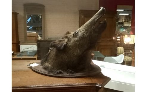 TETE DE SANGLIER